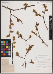 Foto von Salix caprea L.